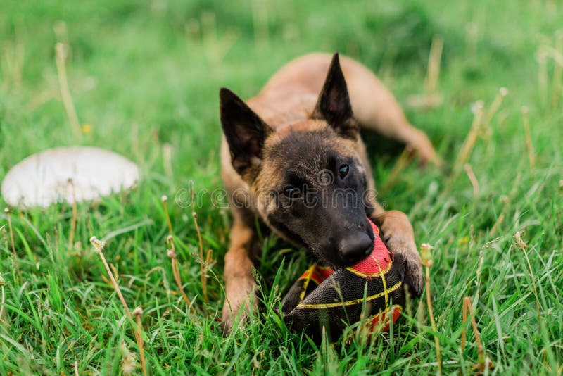 Ein männlicher Belgier Malinois, der im grasartigen Park spielt stockbilder Ein männlicher Belgier Malinois, der im grasartigen Park spielt stockbilder