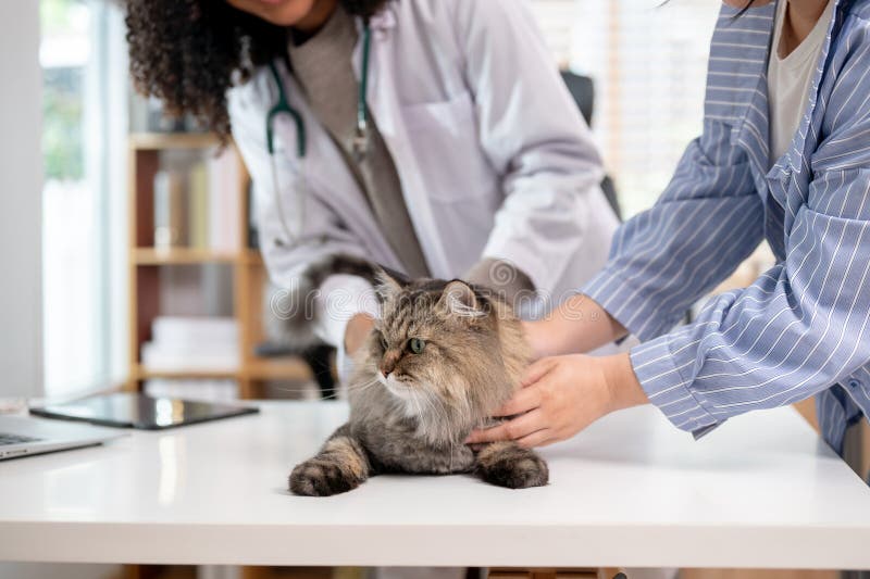 Ein Nahbild einer gruseligen, flauschigen Katze auf einem Untersuchungstisch, der von einem Tierarzt untersucht wird stockbild