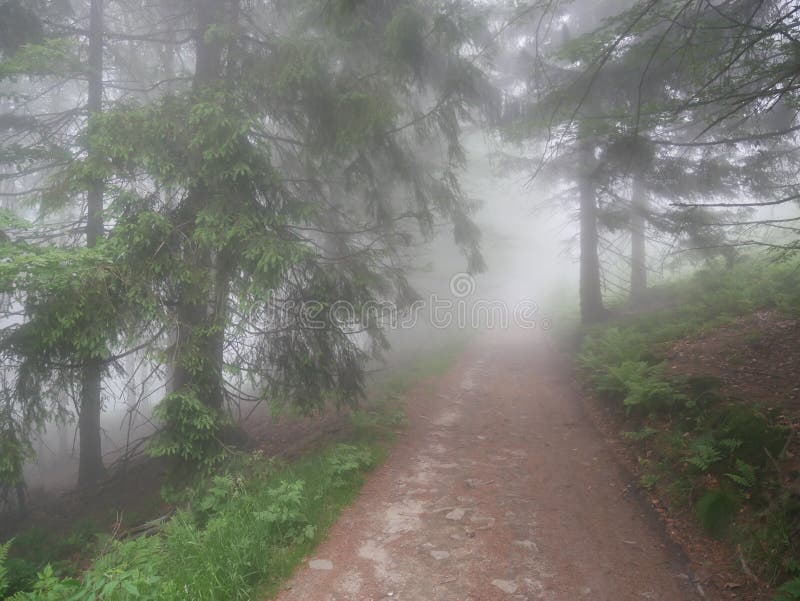 Ein nebeliger und mysteriöser Weg durch den Wald stockfotos Ein nebeliger und mysteriöser Weg durch den Wald stockfotos