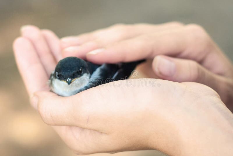 Ein Nestling in den Händen eines Mädchens Sorgfalt der Mutter Warm und gemütlich. Das Mädchen hält einen Nestling in ihren Händen und kümmert sich um ihm und bemuttert Gefühle