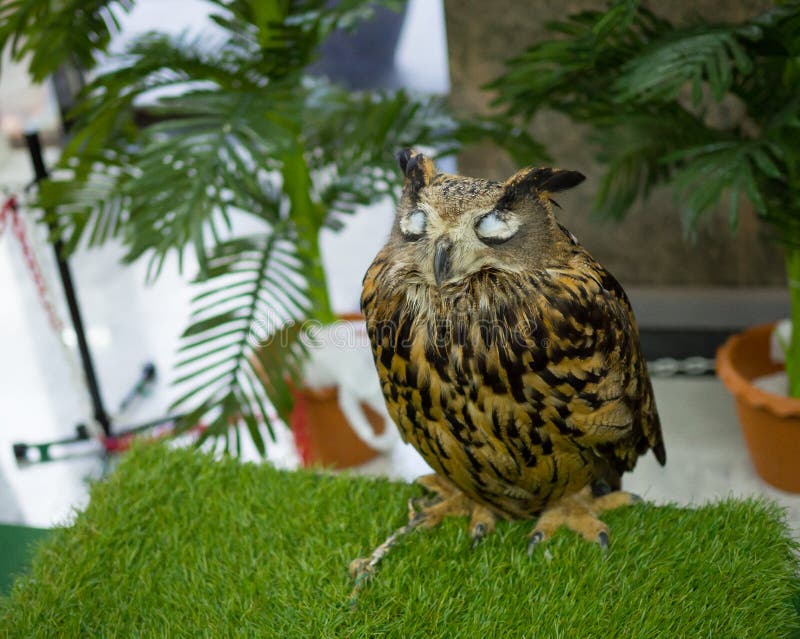 Ein netter großer brauner wilder Vogel der gehörnten Eulen, der allein mit dem Augenschließen steht lizenzfreie stockfotos Ein netter großer brauner wilder Vogel der gehörnten Eulen, der allein mit dem Augenschließen steht lizenzfreie stockfotos