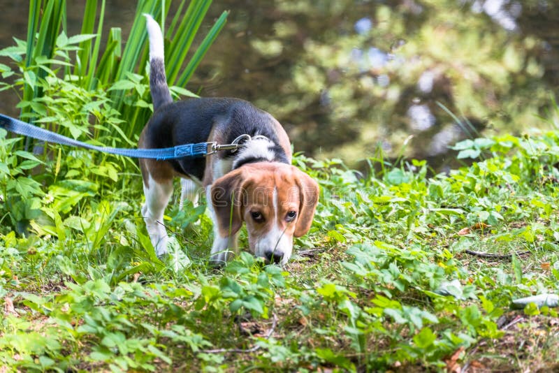 Ein neugieriger Welpe, der eine ruhige Sommerlandschaft aufpasst Dreifarbiger Spürhundwelpe auf einem Weg entlang dem Teich im St stockfotografie Ein neugieriger Welpe, der eine ruhige Sommerlandschaft aufpasst Dreifarbiger Spürhundwelpe auf einem Weg entlang dem Teich im St stockfotografie