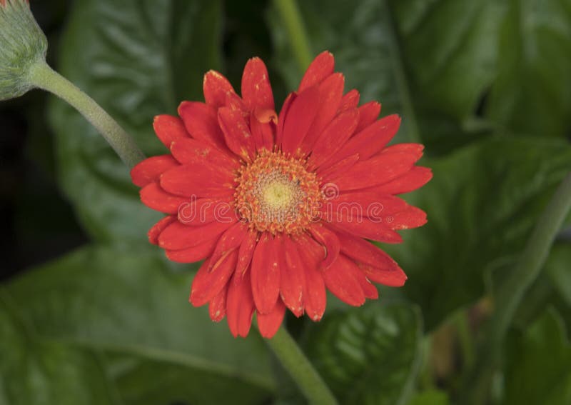 Ein orange Gerberagänseblümchen lizenzfreie stockbilder Ein orange Gerberagänseblümchen lizenzfreie stockbilder