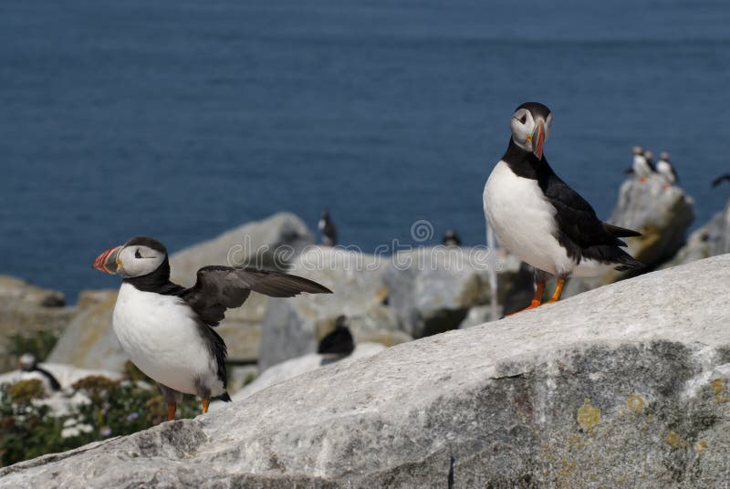 Ein Paar atlantische Papageientaucher, die ihr Nest in Maine schützen lizenzfreies stockbild Ein Paar atlantische Papageientaucher, die ihr Nest in Maine schützen lizenzfreies stockbild