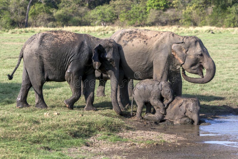 Ein Paar Elefanten mit jungen Kälbern baden am Rand eines waterhole in Nationalpark Minneriya lizenzfreie stockbilder Ein Paar Elefanten mit jungen Kälbern baden am Rand eines waterhole in Nationalpark Minneriya lizenzfreie stockbilder