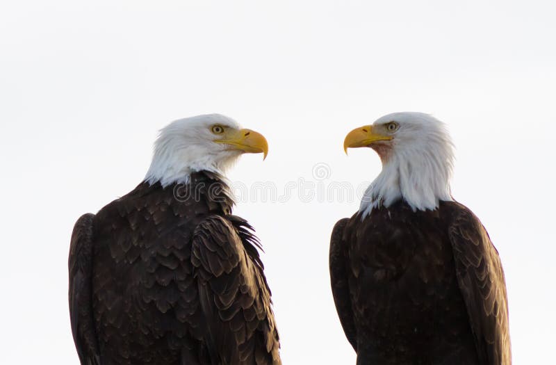 A pair of bald eagles at the Klamath basin looking for prey. A pair of bald eagles at the Klamath basin looking for prey.