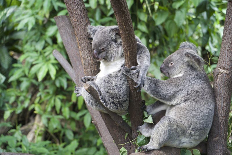 Ein Paar Koala hockte in einem Baum stockfotos Ein Paar Koala hockte in einem Baum stockfotos