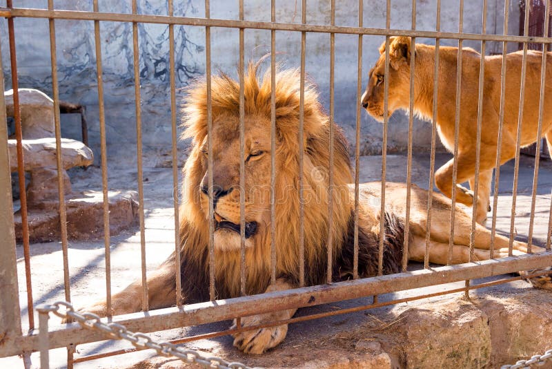 Ein Paar Lowen In Der Gefangenschaft In Einem Zoo Hinter Gittern Energie Und Angriff Im Kafig Stockfoto Bild Von Angriff Paar