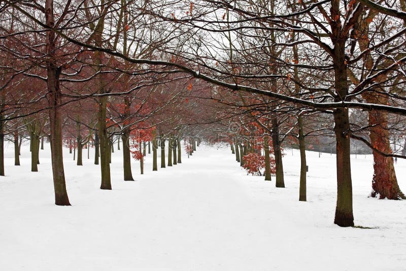 Ein Pfad zwischen den Bäumen abgedeckt im Schnee