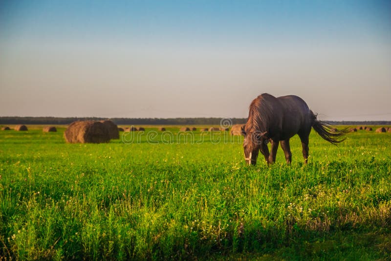 Ein Pferd auf einem grünen Feld stockbilder Ein Pferd auf einem grünen Feld stockbilder