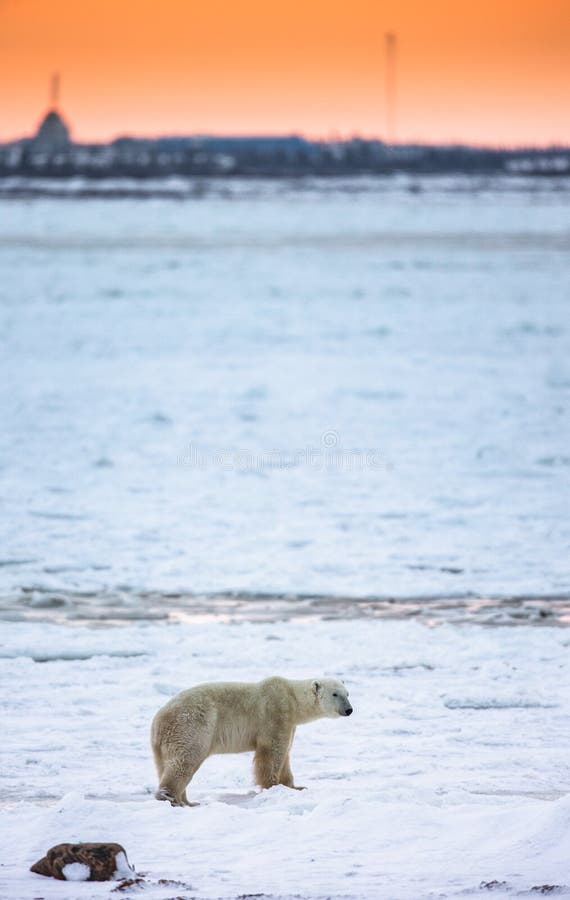 Ein polares betreffen die Tundra bei Sonnenuntergang und die Entwürfe der Stadt kanada stockfotos Ein polares betreffen die Tundra bei Sonnenuntergang und die Entwürfe der Stadt kanada stockfotos