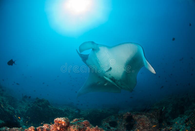 Ein riesiger ozeanischer Mantarochen stockbilder Ein riesiger ozeanischer Mantarochen stockbilder