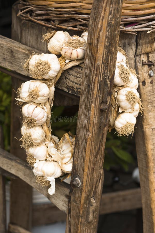 Ein Ring von Knoblauchzehen lizenzfreie stockfotografie