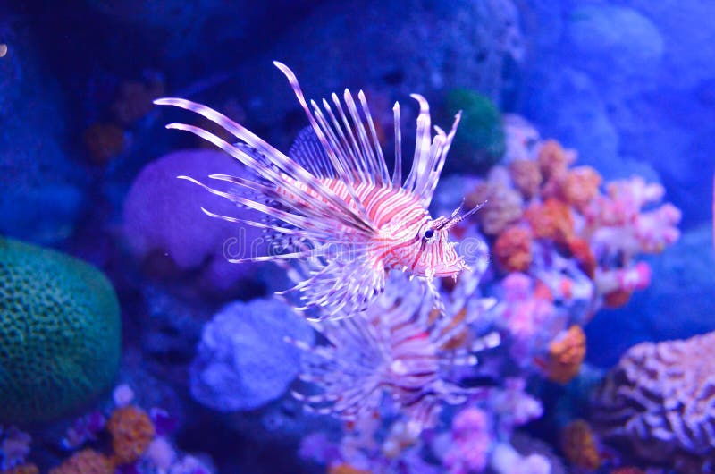 Ein rot-weißer Zebrakorallenfisch lizenzfreies stockbild Ein rot-weißer Zebrakorallenfisch lizenzfreies stockbild