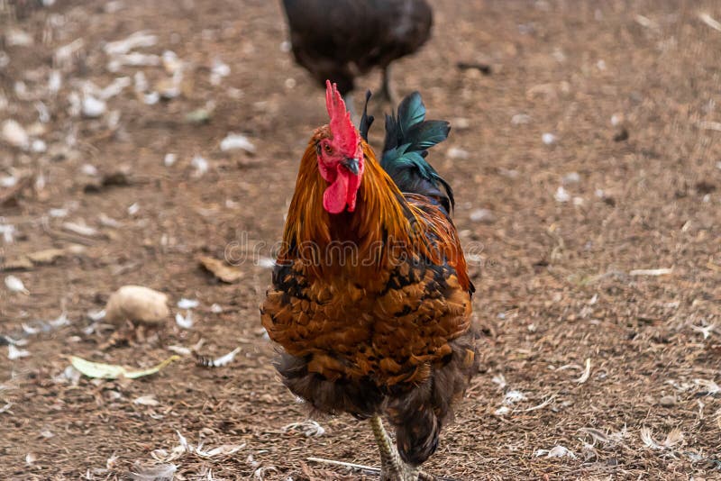 Ein rotbrauner und grüner Hahn auf einem Bauernhof lizenzfreie stockfotografie