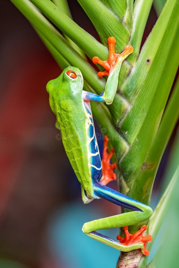 Ein rotäugiger Baumfrosch stockfotografie Ein rotäugiger Baumfrosch stockfotografie