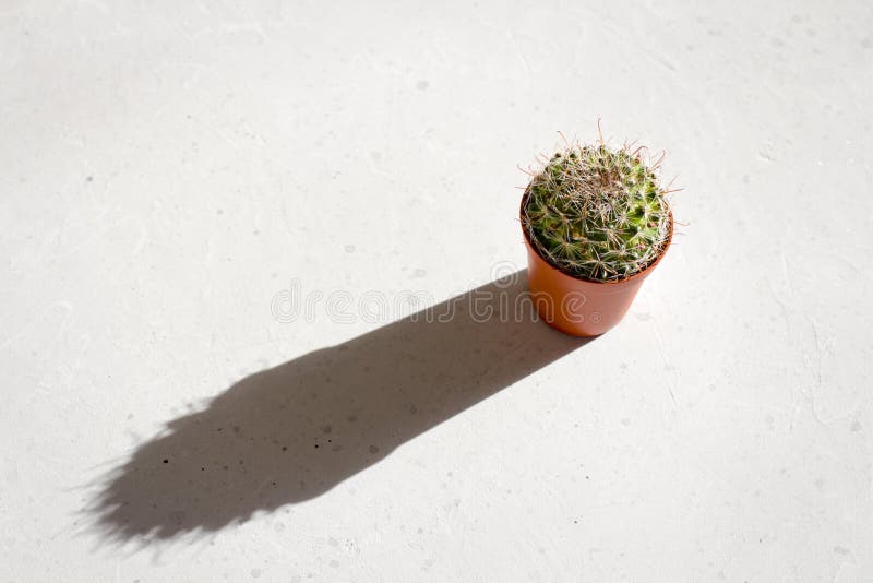 Ein runder grüner mammilaria Kaktus in einem Terrakottatopf steht in der Sonne und wirft einen langen, harten Schatten lizenzfreie stockfotos Ein runder grüner mammilaria Kaktus in einem Terrakottatopf steht in der Sonne und wirft einen langen, harten Schatten lizenzfreie stockfotos