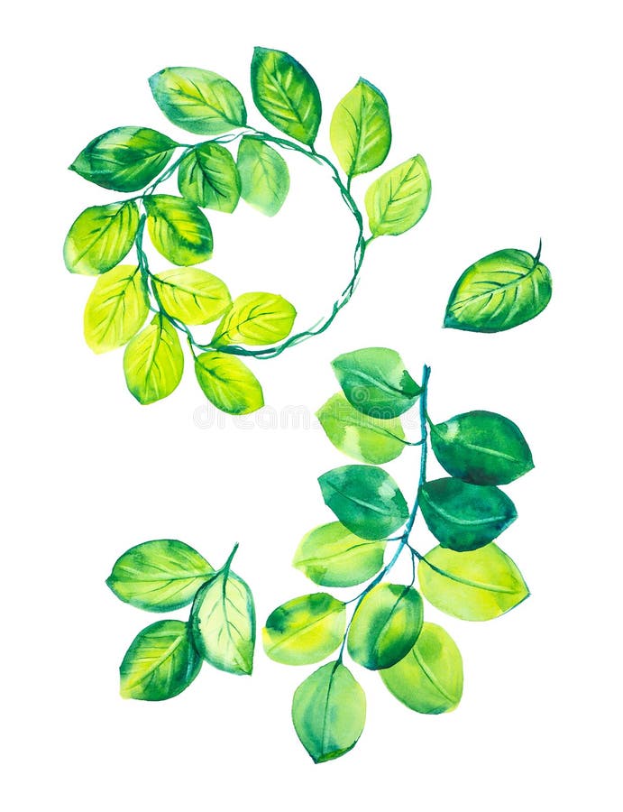 Ein Satz Niederlassungen mit grünen Blättern, grünen Blättern und einem Kranz von Eukalyptusblättern Aquarellillustration lokalis stock abbildung Ein Satz Niederlassungen mit grünen Blättern, grünen Blättern und einem Kranz von Eukalyptusblättern Aquarellillustration lokalis stock abbildung