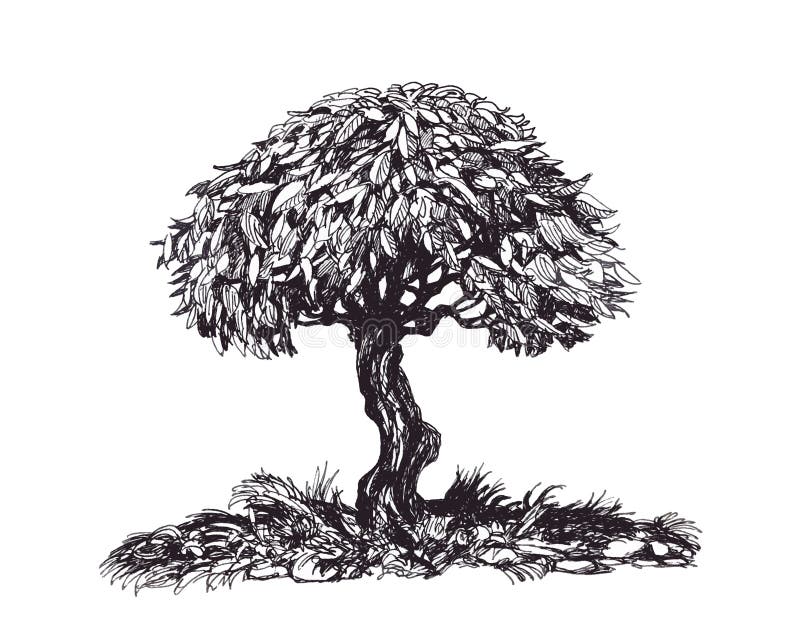 Ein Schoner Baum Eine Zeichnung Laubbaum Der Zeichnung A Im Stil Der Bonsais Stock Abbildung Illustration Von Baum Kabel 121281792