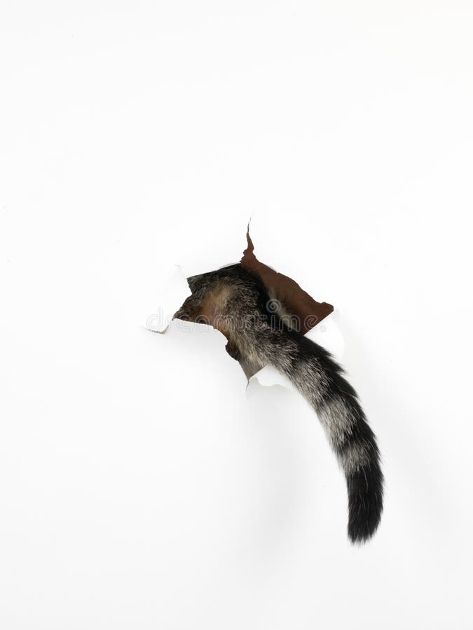 A cat's tail coming out through a hole in a white paper, isolated. A cat's tail coming out through a hole in a white paper, isolated