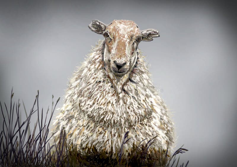 Ein Schaf stockbilder Ein Schaf stockbilder