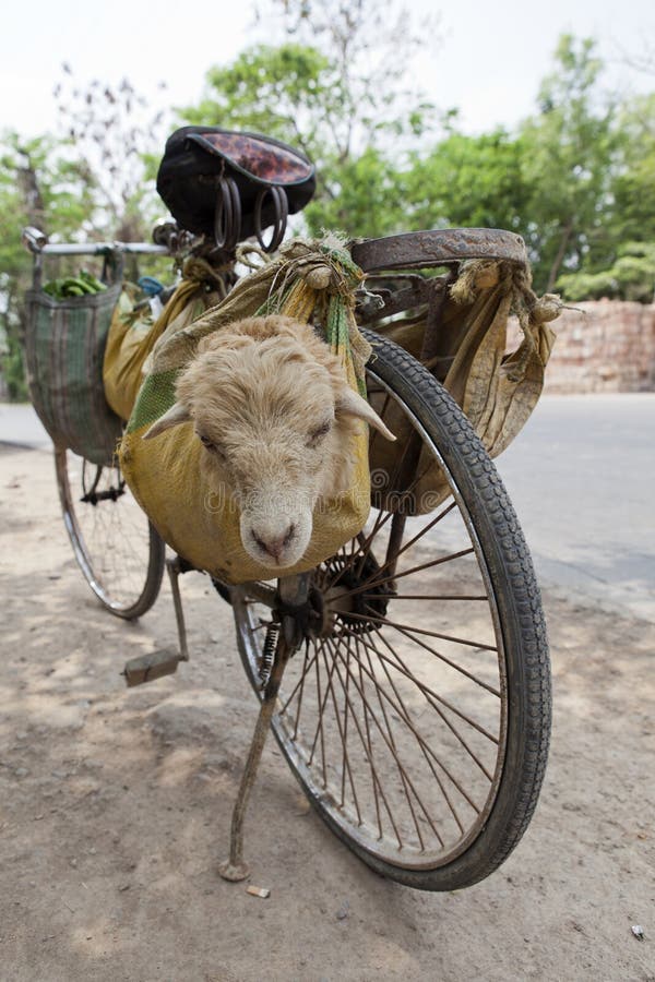 Ein Schaf Auf Einem Fahrrad. Stockfotografie Bild 30079952