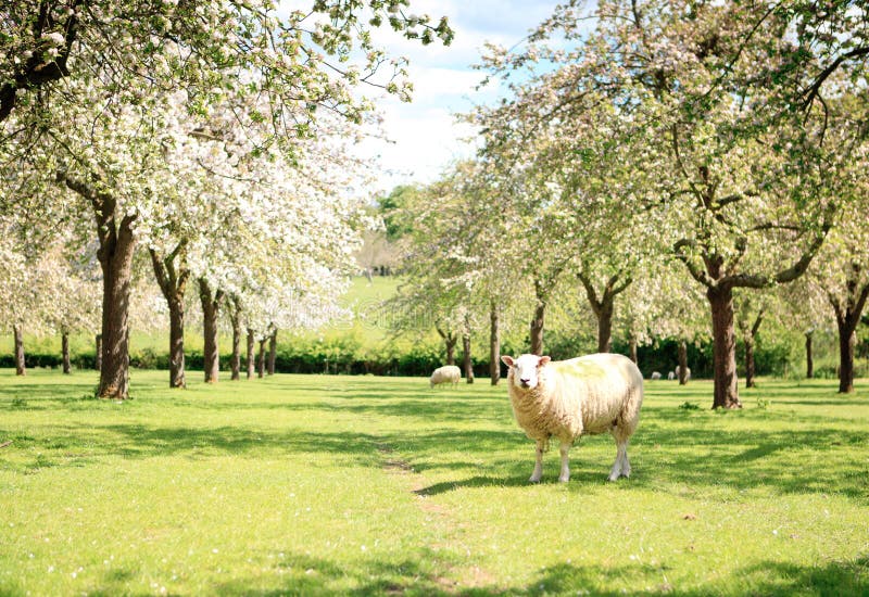 Ein Schaf im schönen Obstgarten stockbild Ein Schaf im schönen Obstgarten stockbild