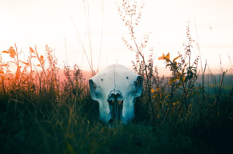 Ein Schafschädel, der im Gras bei Sonnenuntergang liegt stockbild Ein Schafschädel, der im Gras bei Sonnenuntergang liegt stockbild