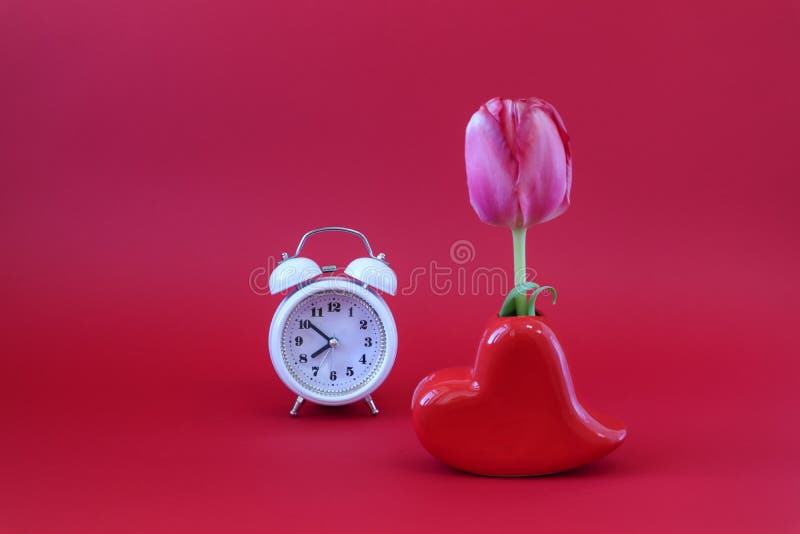 Ein Scharlachrot Tulpe in einem heartshaped Vase eine weiße Uhr auf einem Scharlachrot Hintergrund ein Seiten-viewthe Konzept der