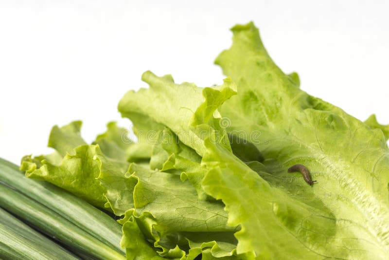 Ein Schneckenfleisch oder eine Schnecke, die frisches Salatblatt isst lizenzfreie stockbilder Ein Schneckenfleisch oder eine Schnecke, die frisches Salatblatt isst lizenzfreie stockbilder