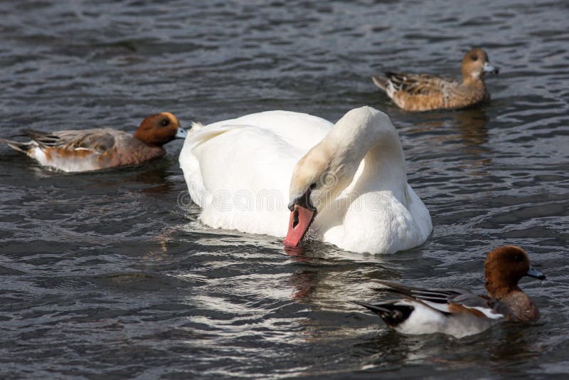 Ein Schwan in der Mitte von den Enten, die herum schwimmen stockfoto Ein Schwan in der Mitte von den Enten, die herum schwimmen stockfoto
