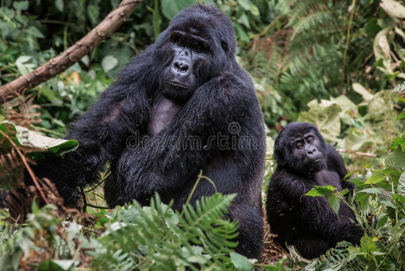 Watching black gorillas high in the mountains of Rwanda in the Bwindi forest in the rain. Watching black gorillas high in the mountains of Rwanda in the Bwindi forest in the rain