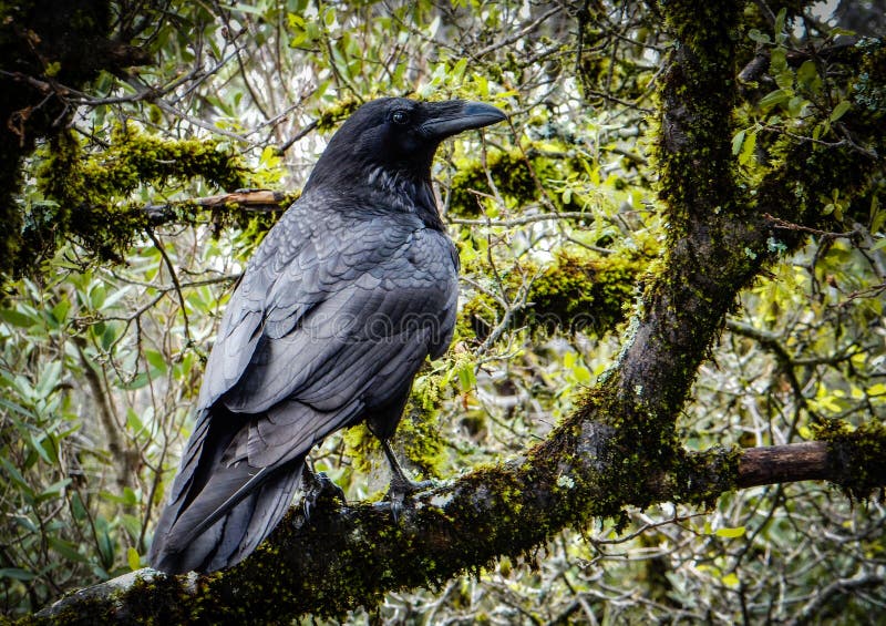 Ein Schwarzer Rabe Auf Dem Baum Stockbild Bild von