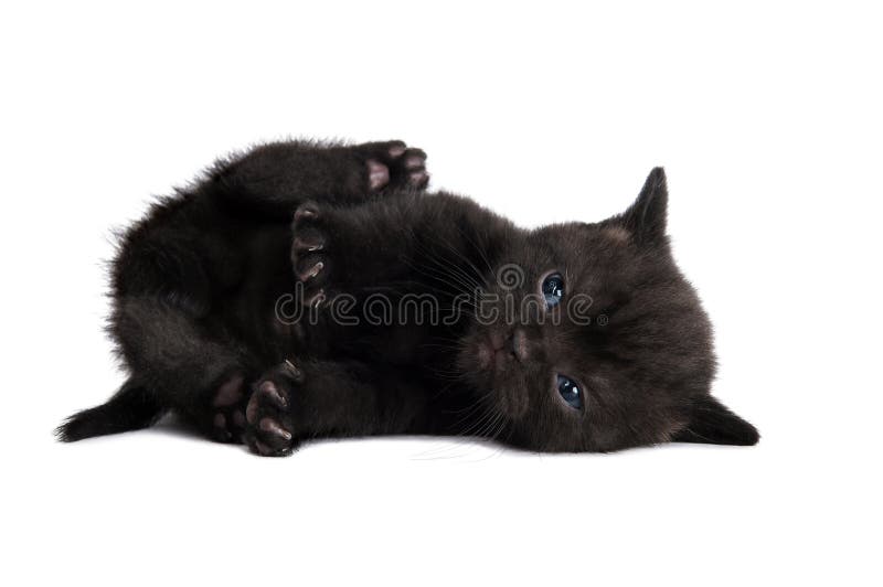 One lying black british shorthair kitten cat isolated. One lying black british shorthair kitten cat isolated