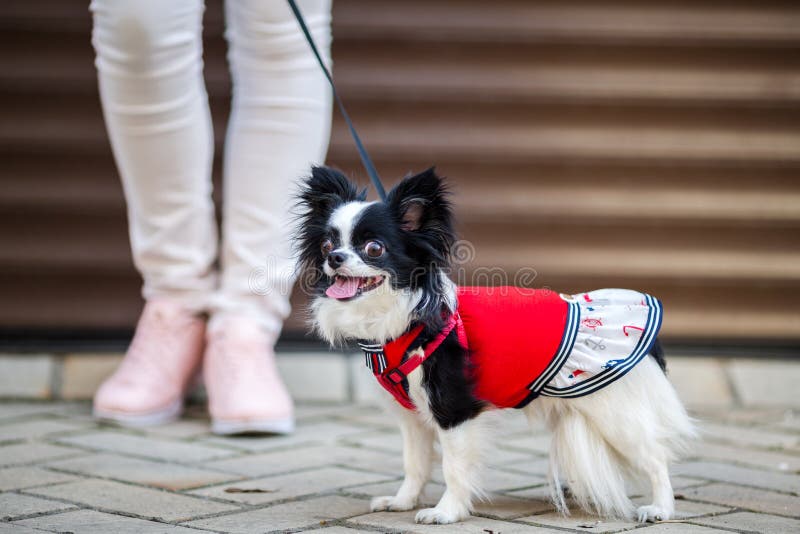 Ein schwarzes flaumiges Weiß, langhaariges lustiges Hundeweibliches geschlecht mit größeren Augen, Chihuahuazucht, kleidete im ro stockbilder Ein schwarzes flaumiges Weiß, langhaariges lustiges Hundeweibliches geschlecht mit größeren Augen, Chihuahuazucht, kleidete im ro stockbilder