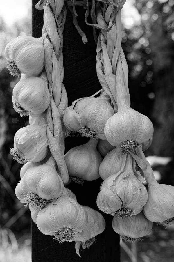 Ein Schwarzweiss-Zopf Knoblauch hängt Ready verwendet werden. Ein Knoblauchzopf in Schwarzweiß mit vielen Knoblauchknollen