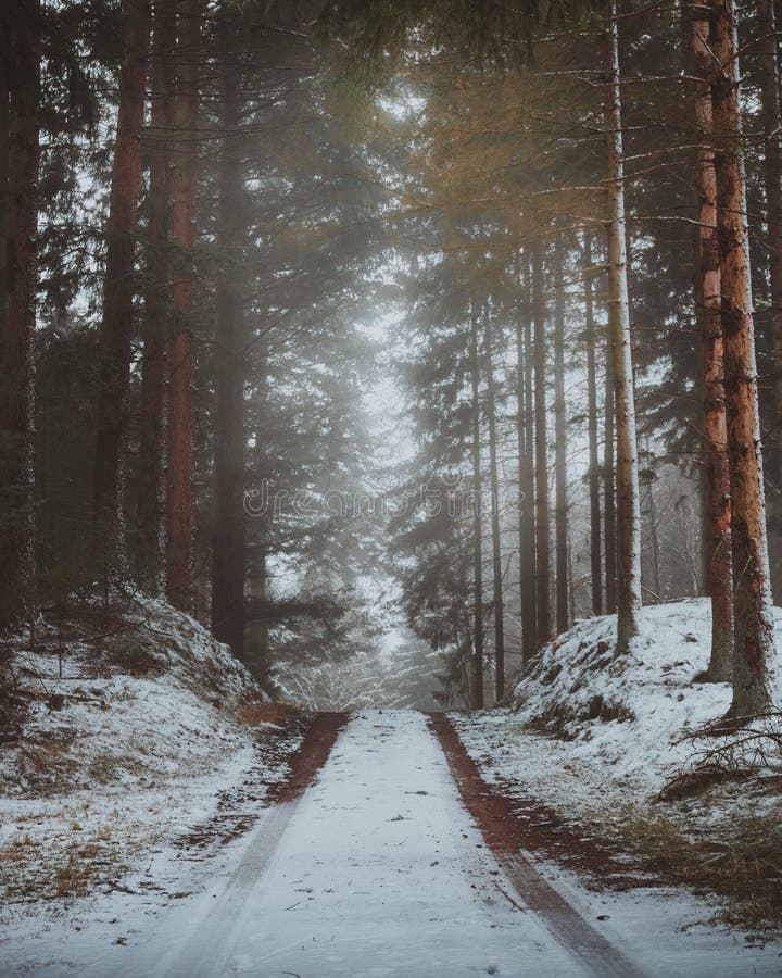 Ein schwermütiger Waldweg in Nord-Seeland, Dänemark während der Winterzeit stockfotografie Ein schwermütiger Waldweg in Nord-Seeland, Dänemark während der Winterzeit stockfotografie