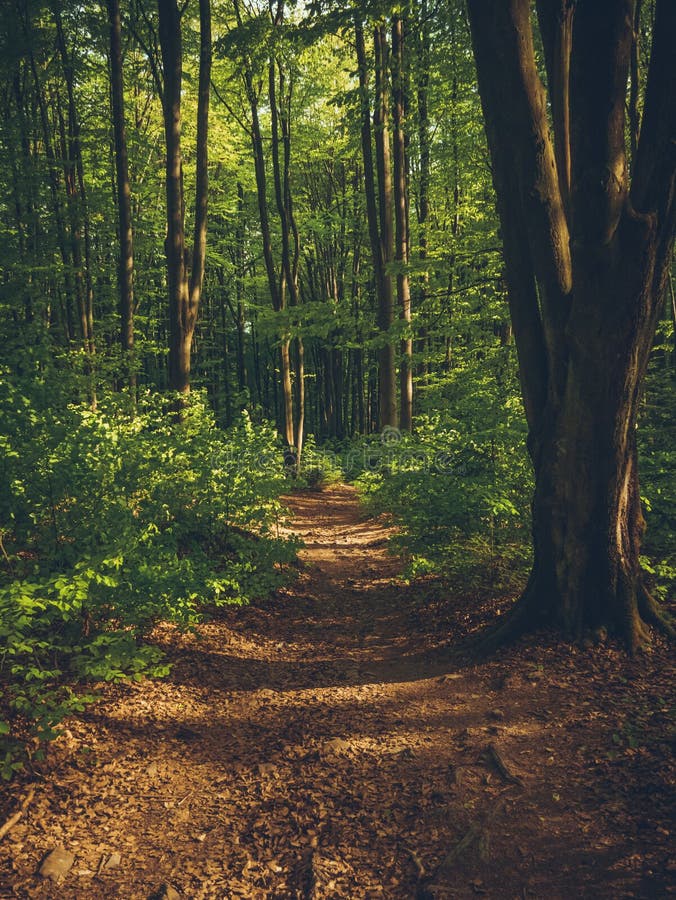 Ein schöner bunter Weg durch einen herbstlichen Wald stockbilder Ein schöner bunter Weg durch einen herbstlichen Wald stockbilder