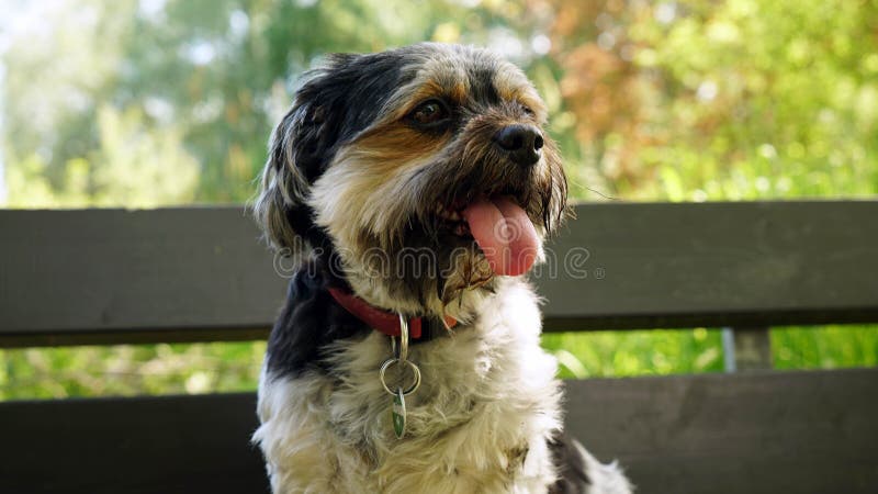 Ein schöner junger havanese Hund stockfoto Ein schöner junger havanese Hund stockfoto