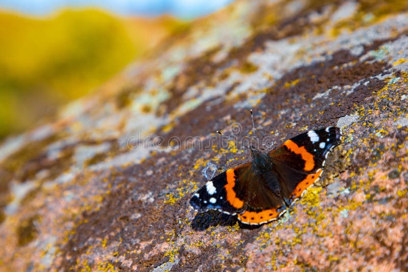 Ein schöner Schmetterling auf dem Hintergrund der Herbstbeschaffenheit der Karpaten sitzt auf einem Stein mit einem ungewöhnlichen lizenzfreie stockbilder