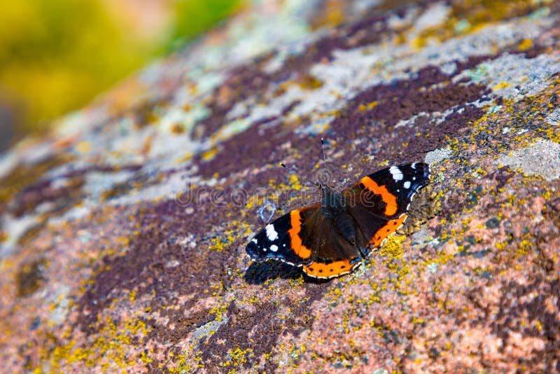Ein schöner Schmetterling auf dem Hintergrund der Herbstbeschaffenheit der Karpaten sitzt auf einem Stein mit einem ungewöhnlichen lizenzfreies stockfoto