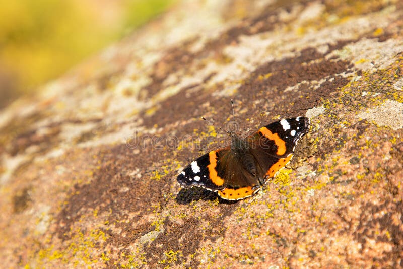 Ein schöner Schmetterling im Hintergrund der herbstlichen Natur der Karpaten sitzt auf einem Stein mit einem ungewöhnlichen Muster stockfoto