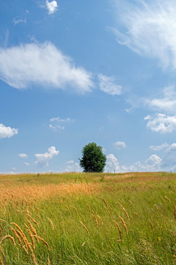 Ein schönes Feld mit vielen Anlagen, grünen Gras, wilden Blumen und einem alleinen Baum Ein schöner Himmel mit vielen weißen, fla lizenzfreie stockfotos Ein schönes Feld mit vielen Anlagen, grünen Gras, wilden Blumen und einem alleinen Baum Ein schöner Himmel mit vielen weißen, fla lizenzfreie stockfotos
