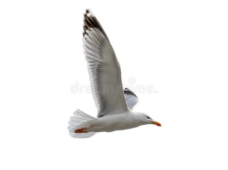 Ein Seemöwenvogelfliegen lokalisiert auf weißem Hintergrund stockfoto Ein Seemöwenvogelfliegen lokalisiert auf weißem Hintergrund stockfoto
