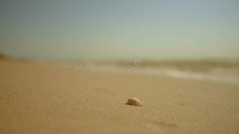Ein Seeoberteil im Sand auf dem Hintergrund des Meeres