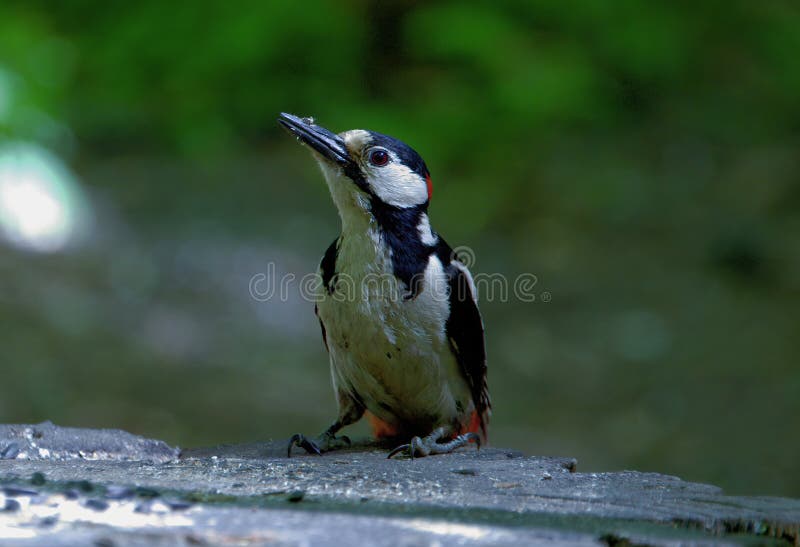 Ein sehr kleiner, noch nicht mal ganz ausgeflogener Spechte im Wald. lizenzfreies stockfoto
