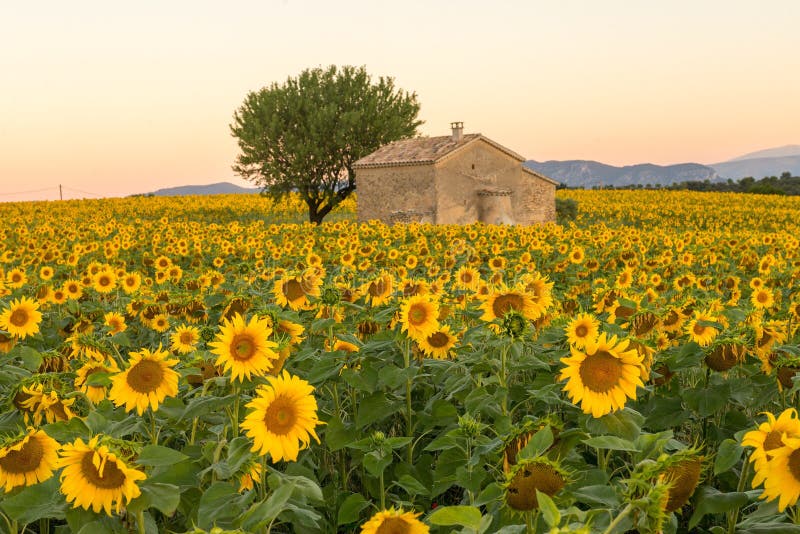 Feld der Sonnenblumen stockbild. Bild von frontseite ...