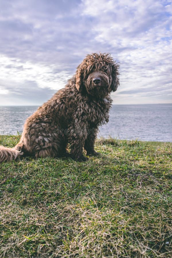 Ein Spanischer WasserHund, Der Im Haus Nett Schaut Stockbild Bild
