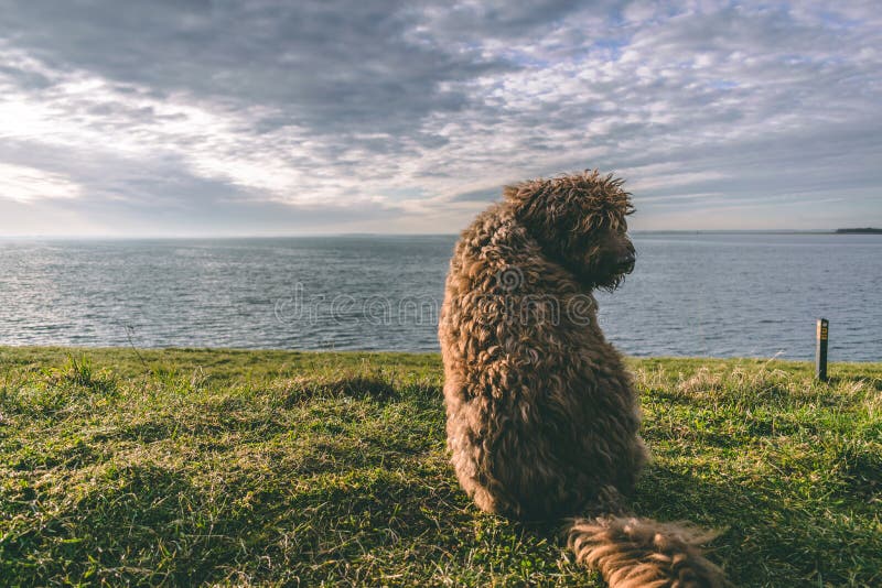 Ein Spanischer WasserHund Auf Dem Strand Stockfoto Bild von freude