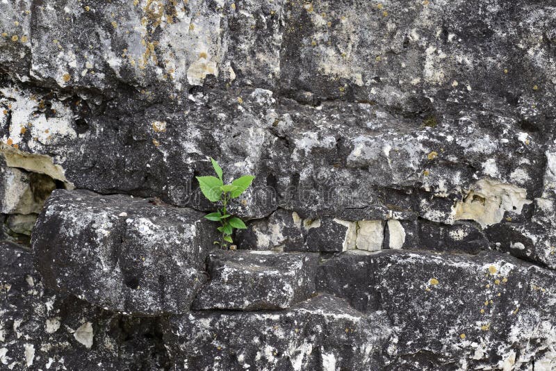 Small sprout tree on rough stones. life force. Small sprout tree on rough stones. life force.